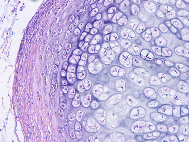 histology of human tissue histology of human tissue histology stock pictures, royalty-free photos & images