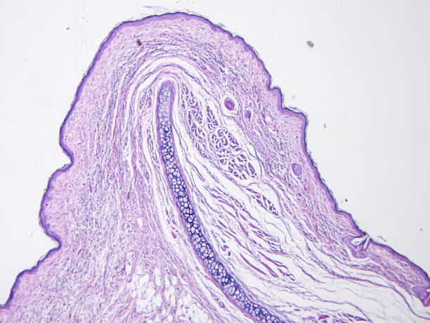 istock histology of human tissue 1155005276