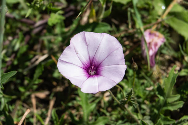 istock Mallow Bindweed Flower in Bloom in Springtime 1155005416