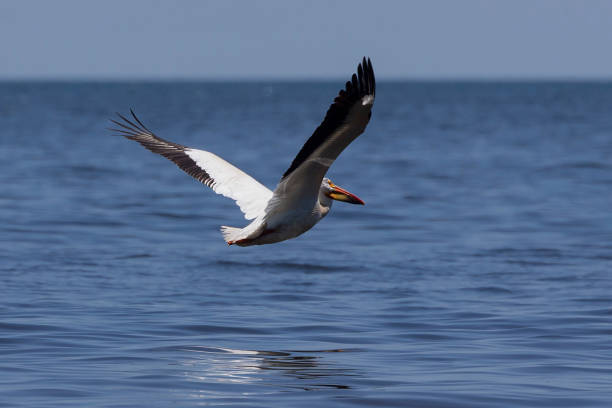 istock White Pelicans (Pelecanus erythrorhynchos) on the lake Michigan 1155007360