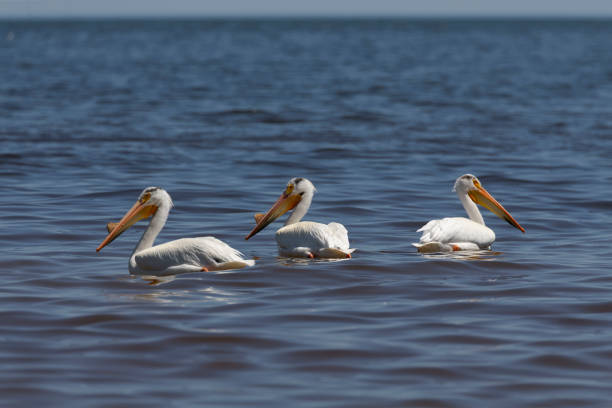 istock White Pelicans (Pelecanus erythrorhynchos) on the lake Michigan 1155007384