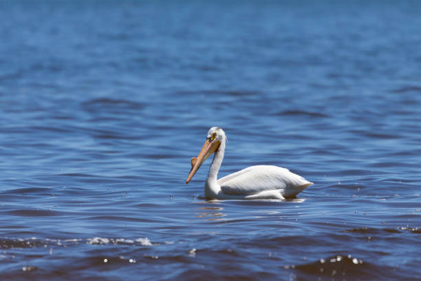 istock White Pelicans (Pelecanus erythrorhynchos) on the lake Michigan 1155007407