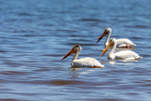 istock White Pelicans (Pelecanus erythrorhynchos) on the lake Michigan 1155007417
