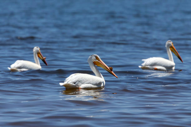 istock White Pelicans (Pelecanus erythrorhynchos) on the lake Michigan 1155007441