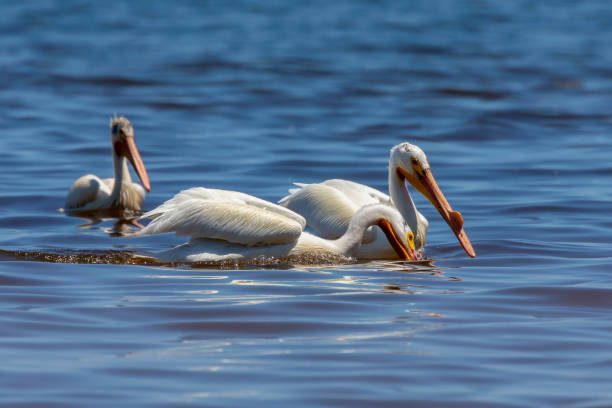 istock White Pelicans (Pelecanus erythrorhynchos) on the lake Michigan 1155007463