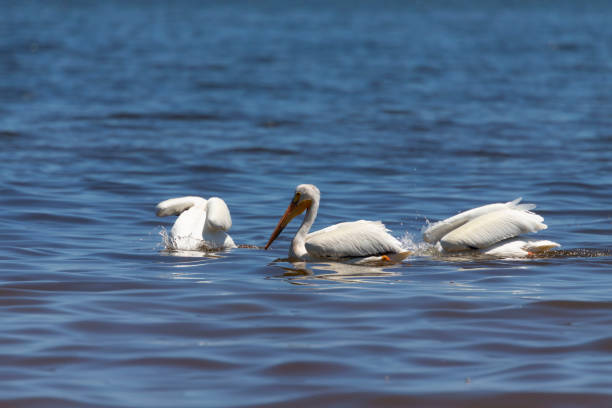 istock White Pelicans (Pelecanus erythrorhynchos) on the lake Michigan 1155007483