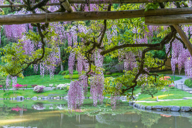 istock Wisteria Flowers Over Pond 8 1155007484