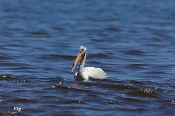 istock White Pelicans (Pelecanus erythrorhynchos) on the lake Michigan 1155007485