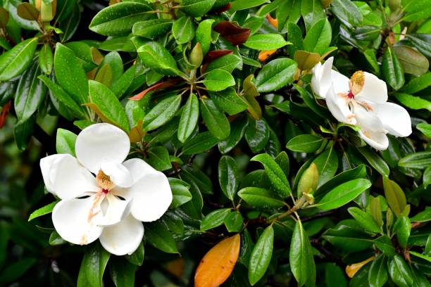 목련 태산목 꽃 - magnolia fruit sweet magnolia evergreen tree 뉴스 사진 이미지