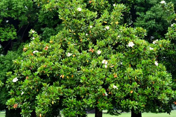white Magnolia tree flower head in springtime.