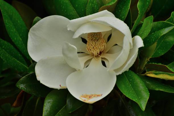 マグノリア grandiflora の花 - magnolia fruit sweet magnolia evergreen tree ストックフォトと画像