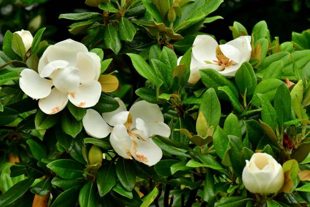 magnolia grandiflora blume - sweet magnolia tree blossom white stock-fotos und bilder