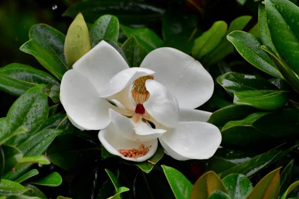 マグノリア grandiflora の花 - magnolia fruit sweet magnolia evergreen tree ストックフォトと画像