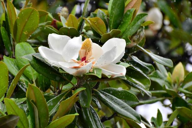 マグノリア grandiflora の花 - magnolia fruit sweet magnolia evergreen tree ストックフォトと画像