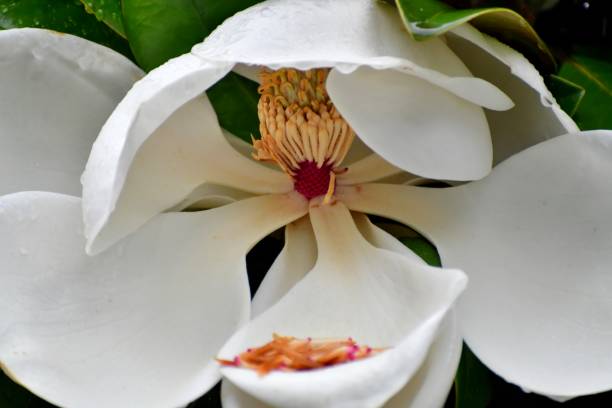 マグノリア grandiflora の花 - magnolia fruit sweet magnolia evergreen tree ストックフォトと画像