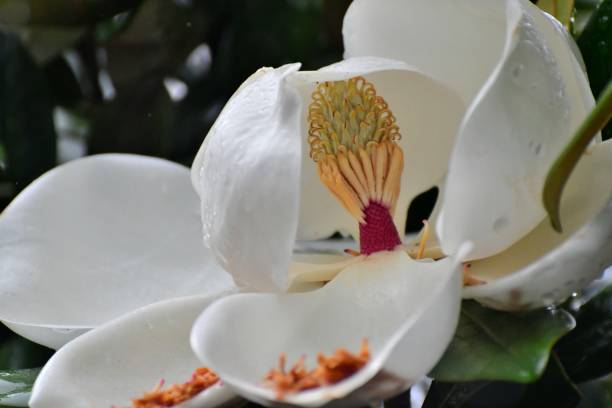 マグノリア grandiflora の花 - magnolia fruit sweet magnolia evergreen tree ストックフォトと画像