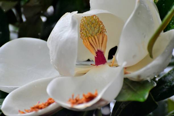 магнолия грандифлора цветок - magnolia fruit sweet magnolia evergreen tree стоковые фото и изображения