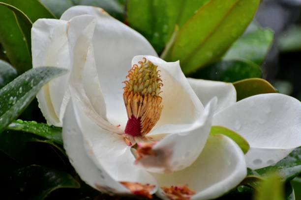 목련 태산목 꽃 - magnolia fruit sweet magnolia evergreen tree 뉴스 사진 이미지