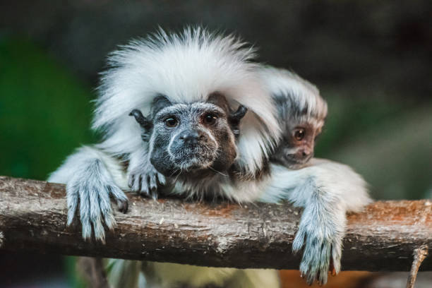 Cotton-top tamarin (Saguinus oedipus) with baby