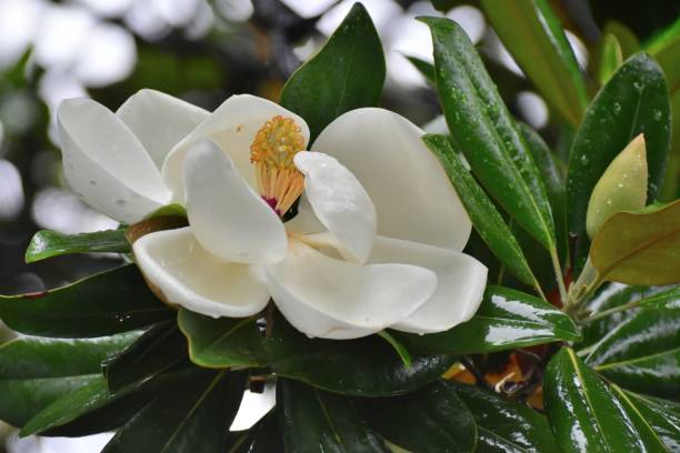 목련 태산목 꽃 - sweet magnolia tree blossom white 뉴스 사진 이미지
