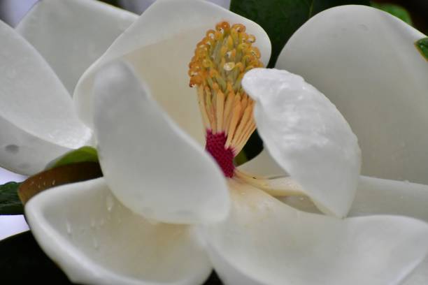 магнолия грандифлора цветок - magnolia fruit sweet magnolia evergreen tree стоковые фото и изображения
