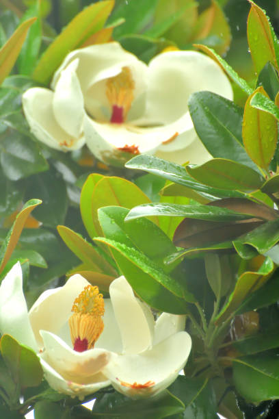 マグノリア grandiflora の花 - magnolia fruit sweet magnolia evergreen tree ストックフォトと画像