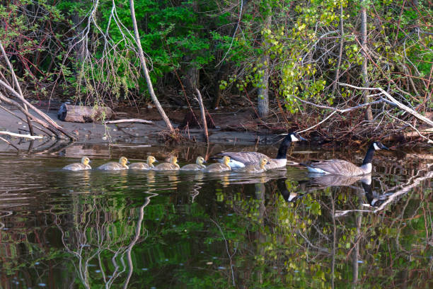 istock Canada geese swimming with thier goslings 1155008737