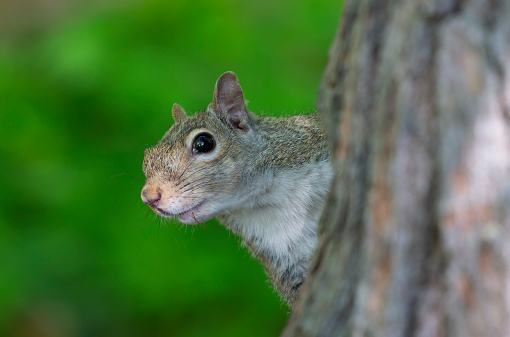 An Eastern Gray Squirrel sits atop a weathered bird feeder attached to a mature white oak tree on a sunny day.