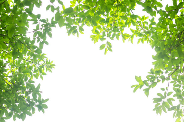 istock green leaves isolated white background with clipping path. nature frame for decoration design. 1155008896
