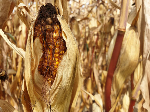 Corn field dried up after a long heat period due to climate change - effects of global warming on agriculture.