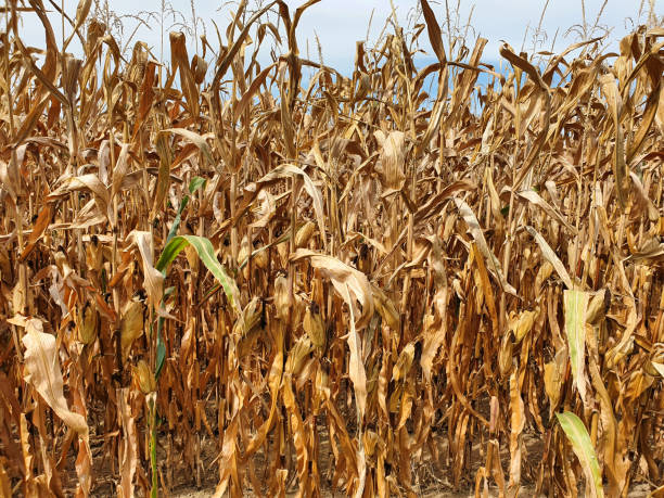 istock Dried corn field due to long heat period. 1155009681