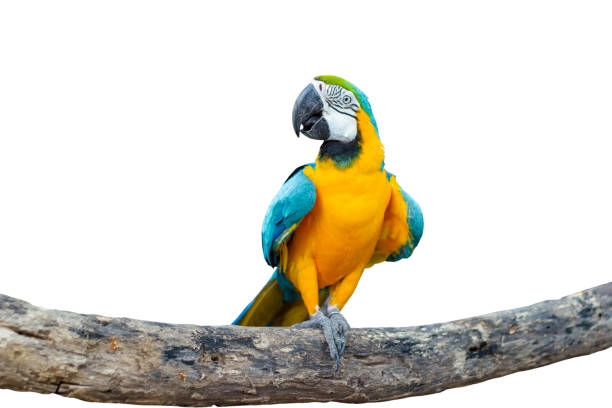 istock Bird Blue-and-yellow macaw standing on branches 1155009953