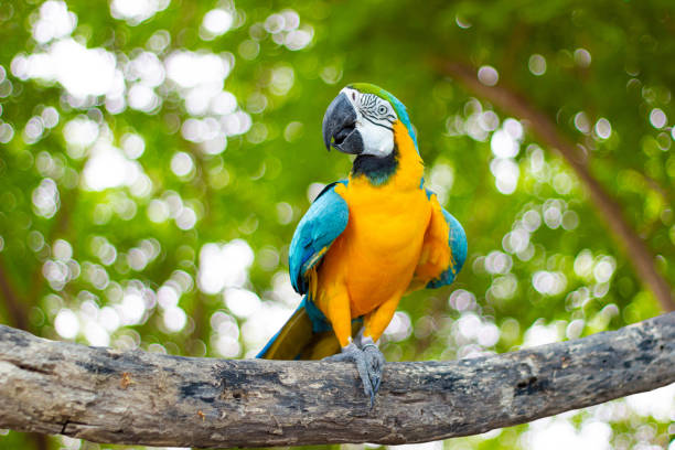 istock Bird Blue and yellow macaw standing on branches 1155009961