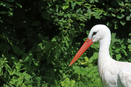 White stork, Ciconia ciconia, head and shoulders facing left with a background of blurred leaves and good copy space.