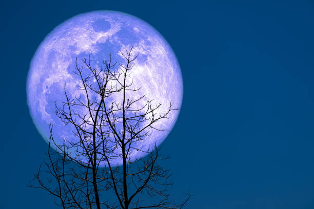 istock Full Corn Planting Moon back silhouette dry branch tree 1155011149