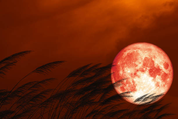 full strawberry moon on night red sky back silhouette grass flowers, Elements of this image furnished by NASA