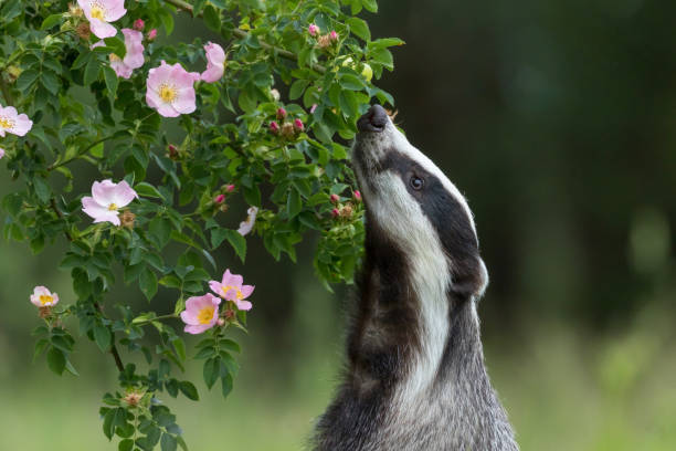 istock European badger is sniffing a wild rose flower 1155011612