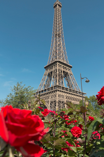 Eiffel Tower with red roses, May.