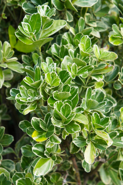 istock Euonymus japonicus thunb evergreen spindle shrub vertcial 1155011992