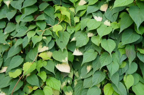 Actinidia kolomikta liana variegated-leaf hardy kiwi green leaves background