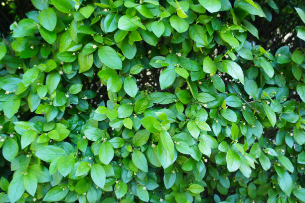 Cotoneaster lucidus or shiny cotoneaster green foliage Cotoneaster lucidus or shiny cotoneaster green foliage cotoneaster stock pictures, royalty-free photos & images