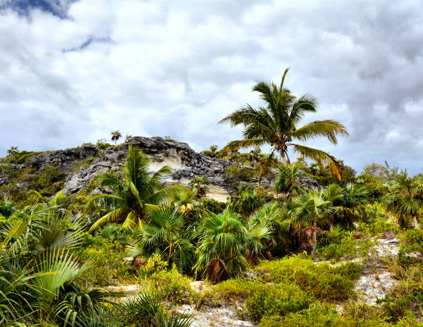 palmeiras em bahamas - eleuthera island - fotografias e filmes do acervo