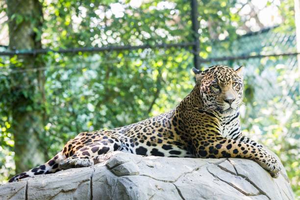 istock Jaguar at the zoo 1155013418