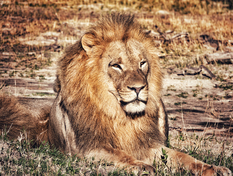 A Majestic Lion Resting on the Rock in the Zoo.