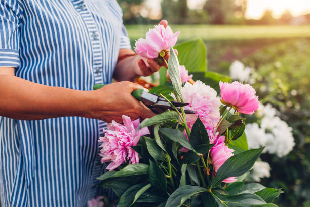 femme aînée rassemblant des fleurs dans le jardin. vieilles pivoines de coupe de femme à la retraite avec le pruneur - senior adult gardening freshness recreational pursuit photos et images de collection