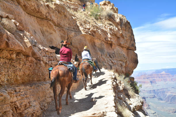 jinetes de mulas en el gran cañón - mule grand canyon national park cowboy arizona fotografías e imágenes de stock