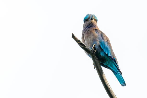 istock Colorful Indian Roller perching on a perch and puffing up its plumage isolated on white background 1155016040