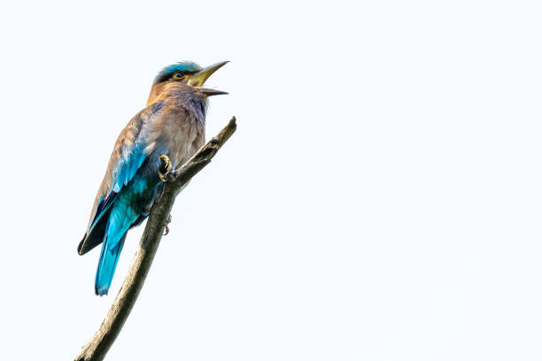 istock Colorful Indian Roller perching on a perch and opening its beak isolated on white background 1155016097