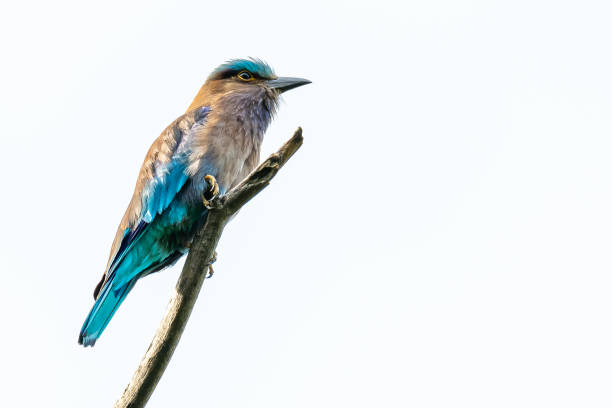 istock Colorful Indian Roller perching on a perch isolated on white background 1155016137