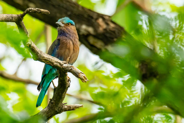 istock Colorful Indian Roller perching on a perch, puffing up its plumage 1155016397